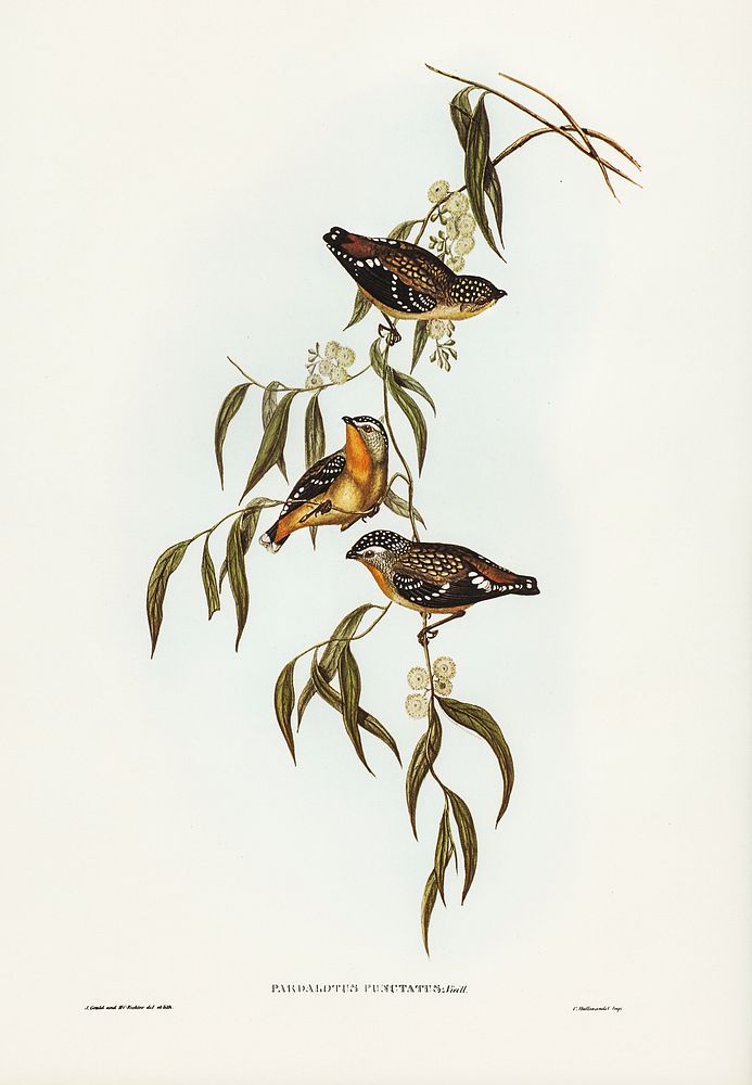 Spotted Pardalote (Pardalotus punctatus) illustrated by Elizabeth Gould (1804&ndash;1841) for John Gould&rsquo;s (1804-1881)…