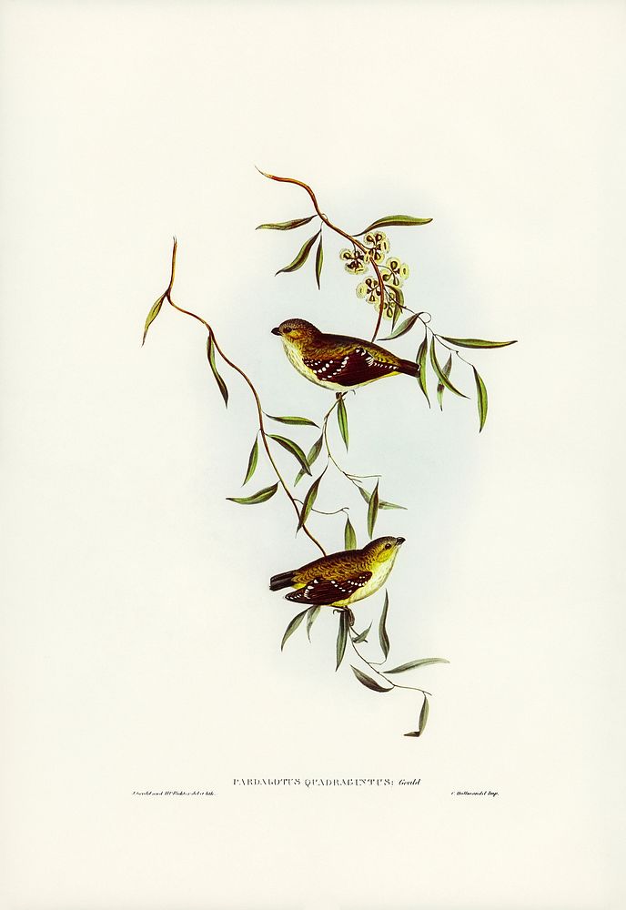 Forty-spotted Pardalote (Pardalotus quadragintus) illustrated by Elizabeth Gould (1804&ndash;1841) for John Gould&rsquo;s…