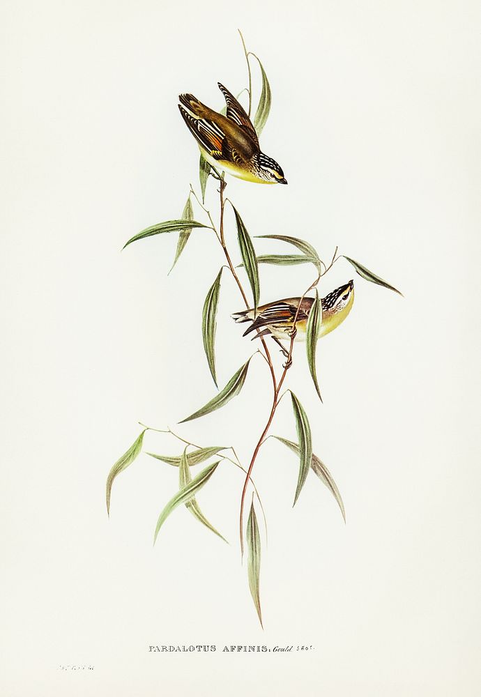 Allied Pardalote (Pardalotus affines) illustrated by Elizabeth Gould (1804&ndash;1841) for John Gould&rsquo;s (1804-1881)…