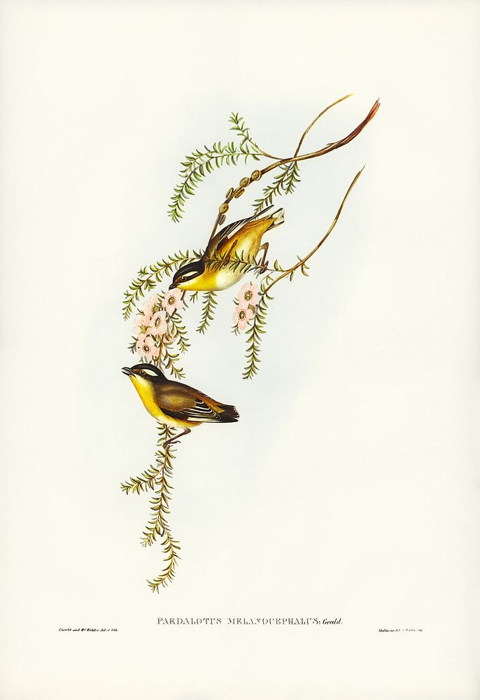 Black-headed Pardalote (Pardalotus melanocephalus) illustrated by Elizabeth Gould (1804&ndash;1841) for John Gould&rsquo;s…