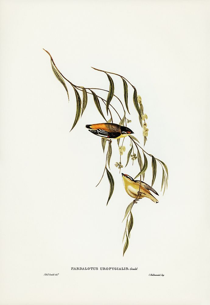 Yellow-rumped Pardalote (Pardalotus uropygialis) illustrated by Elizabeth Gould (1804&ndash;1841) for John Gould&rsquo;s…