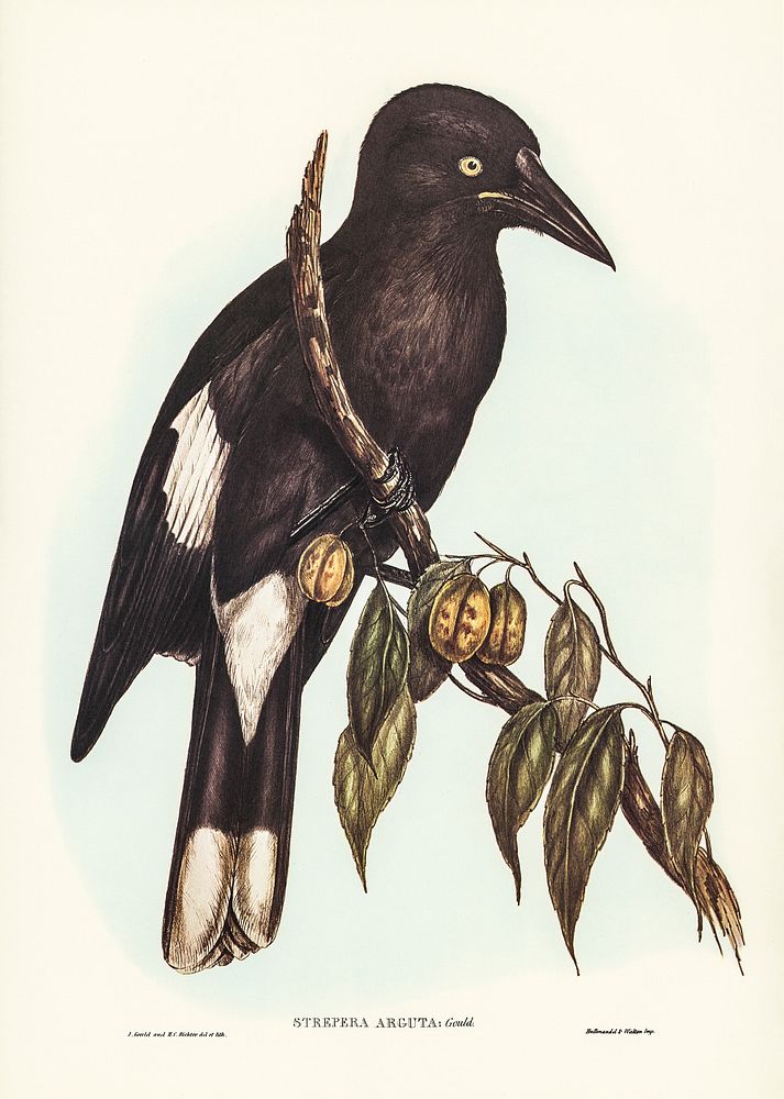 Hill Crow-Shrike (Strepera argot) illustrated by Elizabeth Gould (1804&ndash;1841) for John Gould&rsquo;s (1804-1881) Birds…