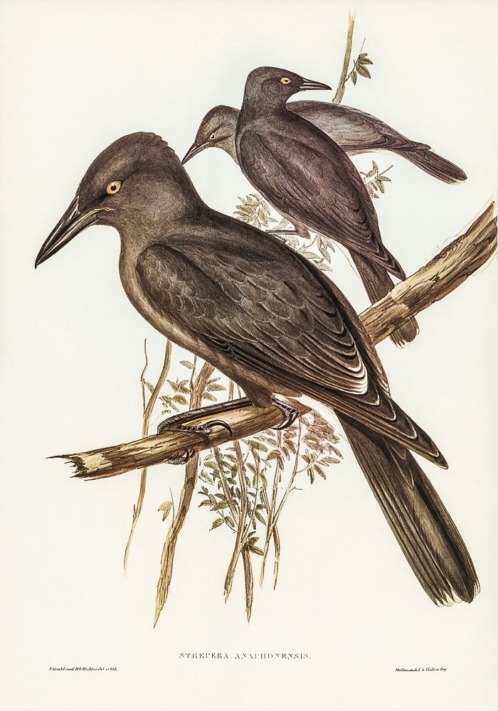 Grey Crow-Shrike (Strepera Anaphonensis) illustrated by Elizabeth Gould (1804&ndash;1841) for John Gould&rsquo;s (1804-1881)…