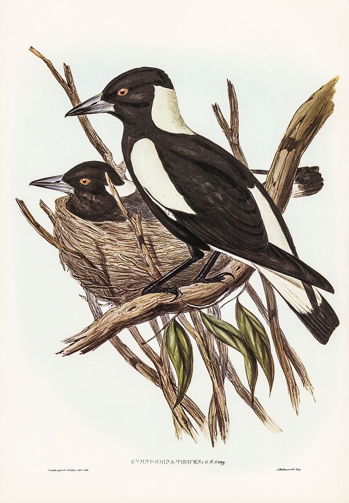 Piping Crow-Shrike (Gymnorhina Tibicen) illustrated by Elizabeth Gould (1804&ndash;1841) for John Gould&rsquo;s (1804-1881)…