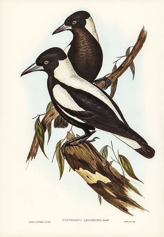 White-backed Crow-Shrike (Gymnorhina leuconota) illustrated by Elizabeth Gould (1804&ndash;1841) for John Gould&rsquo;s…