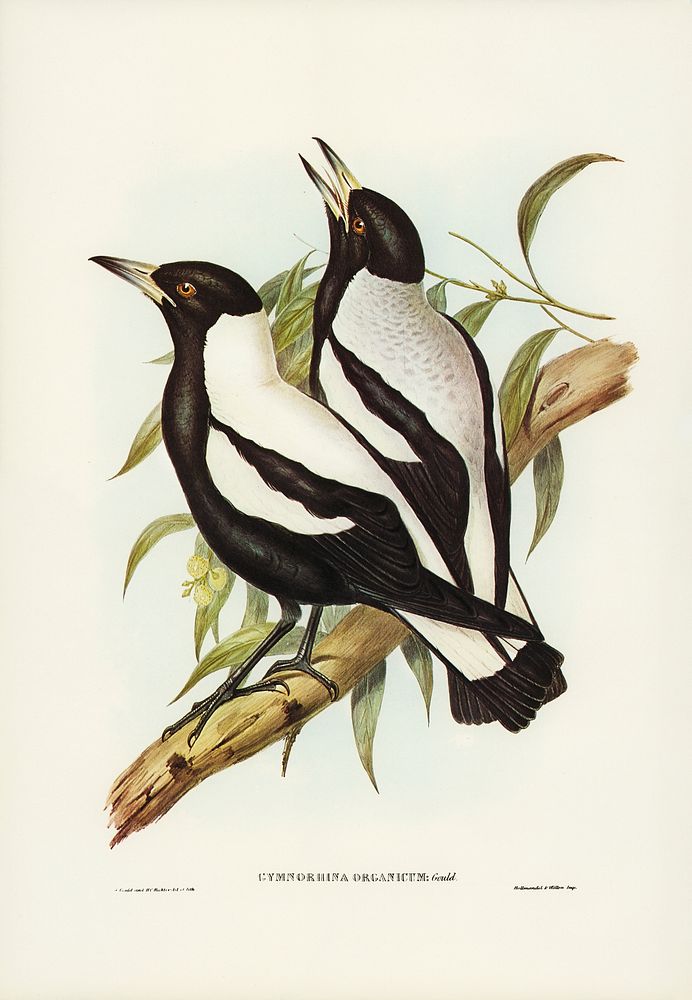 Tasmanian Crow-Shrike (Gymnorhina organicum) illustrated by Elizabeth Gould (1804&ndash;1841) for John Gould&rsquo;s (1804…