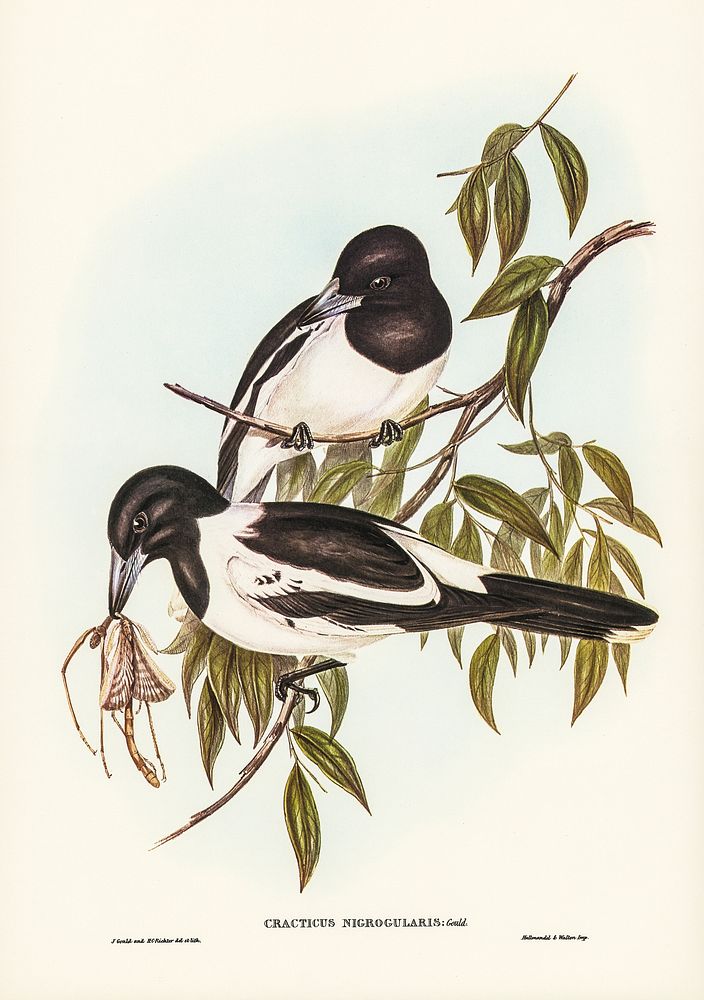 Black-throated Crow-Shrike (Cracticus nigrogularis)illustrated by Elizabeth Gould (1804&ndash;1841) for John Gould&rsquo;s…