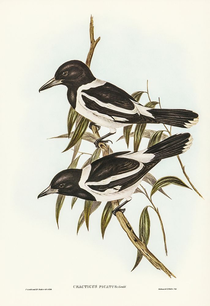 Pied Crow-Shrike (Cracticus picatus) illustrated by Elizabeth Gould (1804&ndash;1841) for John Gould&rsquo;s (1804-1881)…