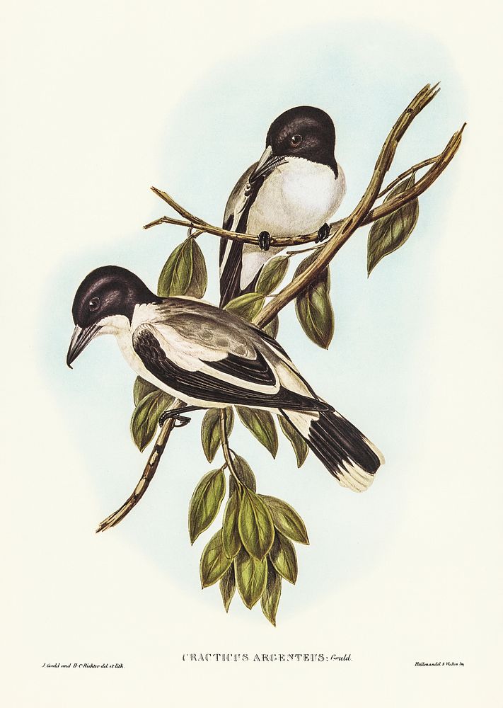 Silvery-backed Butcher-Bird (Cracticus argenteus) illustrated by Elizabeth Gould (1804&ndash;1841) for John Gould&rsquo;s…