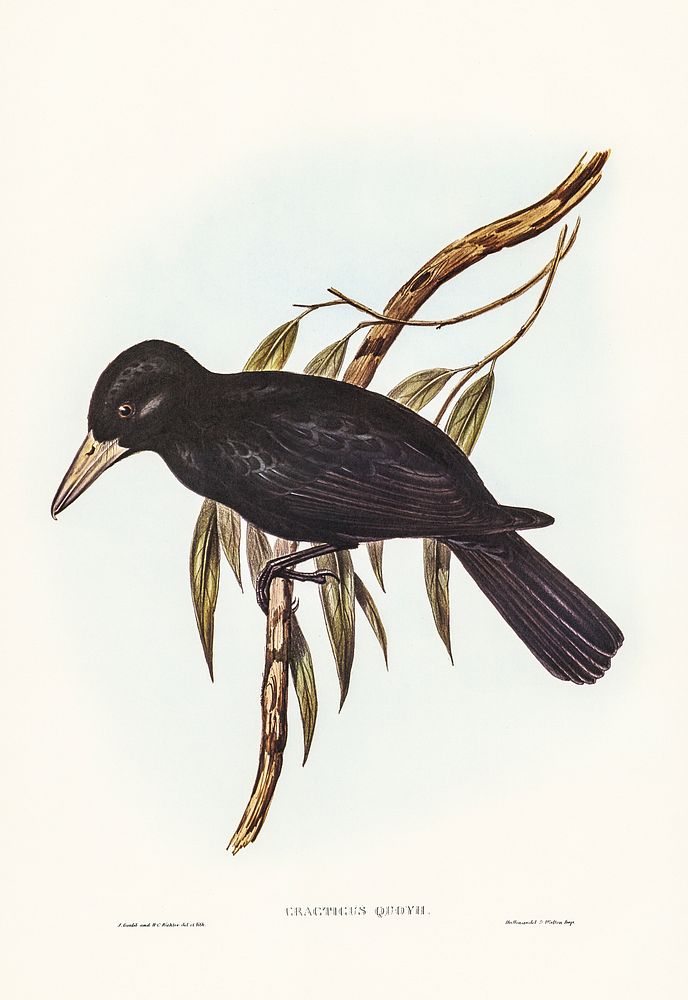 Quoy&rsquo;s Crow-Shrike (Cracticus Quoyii) illustrated by Elizabeth Gould (1804&ndash;1841) for John Gould&rsquo;s (1804…