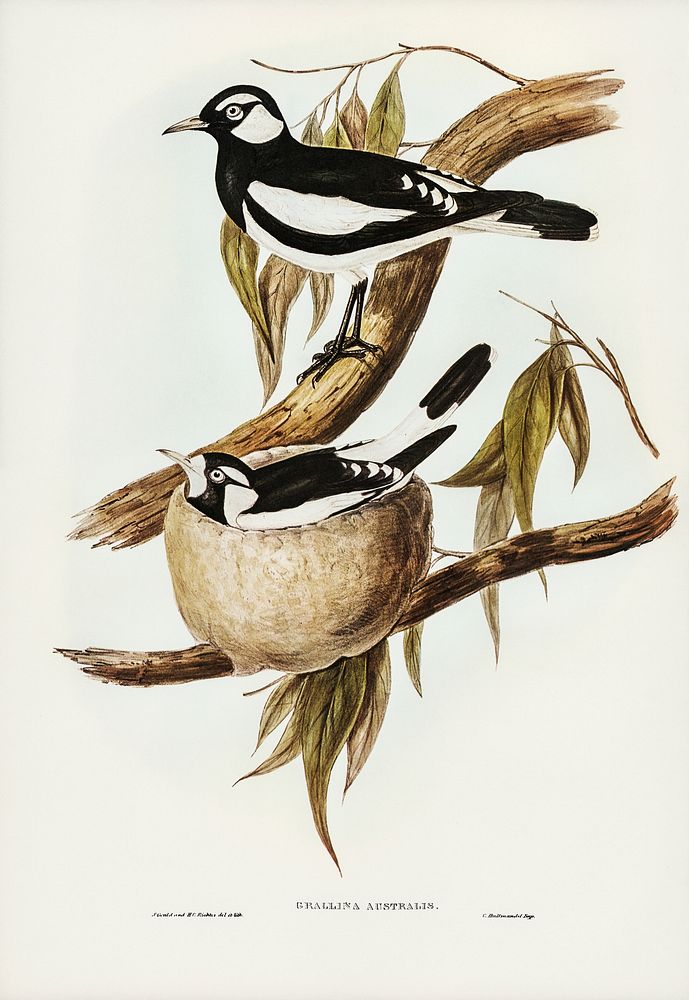 Pied Grallina (Crallina Australis) illustrated by Elizabeth Gould (1804&ndash;1841) for John Gould&rsquo;s (1804-1881) Birds…