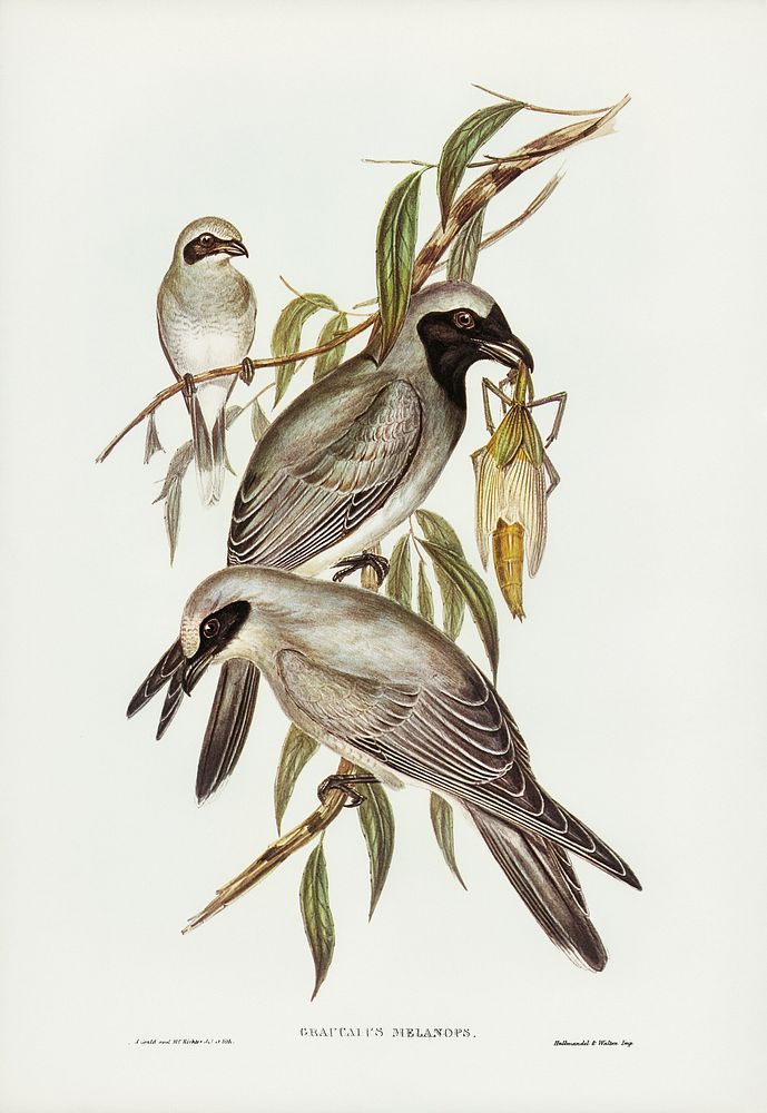 Black-faced cuckooshrike (Graucalus melanops) illustrated by Elizabeth Gould (1804&ndash;1841) for John Gould&rsquo;s (1804…