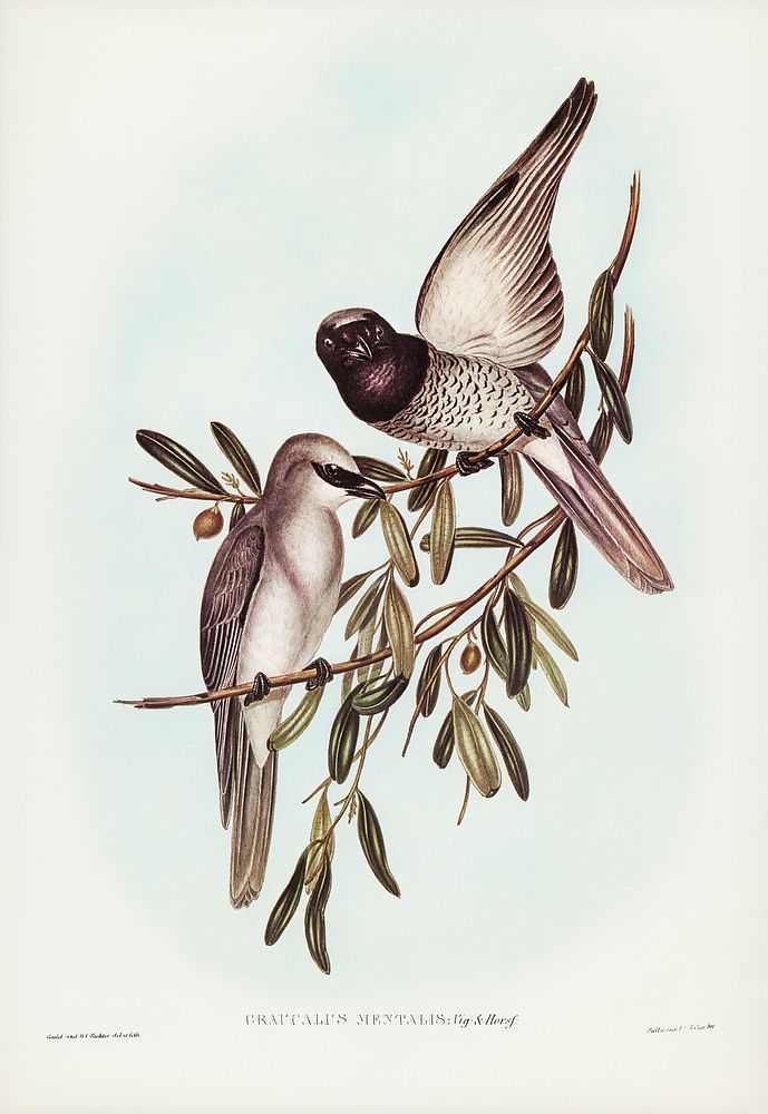 Varied Graucalus (Graucalus mentalis) illustrated by Elizabeth Gould (1804&ndash;1841) for John Gould&rsquo;s (1804-1881)…