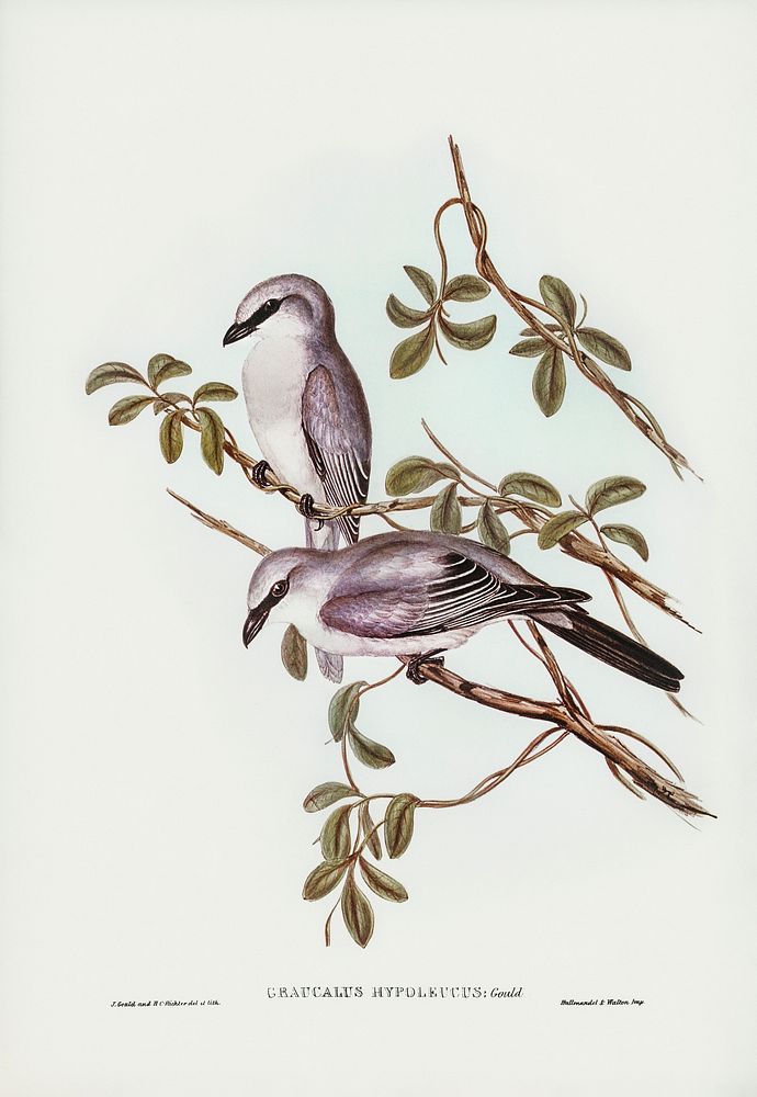White-bellied Graucalus (Graucalus hypoleucus) illustrated by Elizabeth Gould (1804&ndash;1841) for John Gould&rsquo;s (1804…