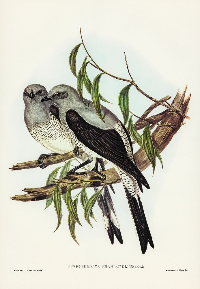 Ground Graucalus (Pteropodocys Phasianella) illustrated by Elizabeth Gould (1804&ndash;1841) for John Gould&rsquo;s (1804…