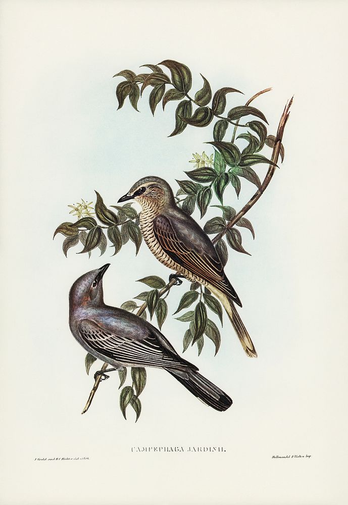 Jardine&rsquo;s cuckooshrike (Campephaga Jardinii) illustrated by Elizabeth Gould (1804&ndash;1841) for John Gould&rsquo;s…