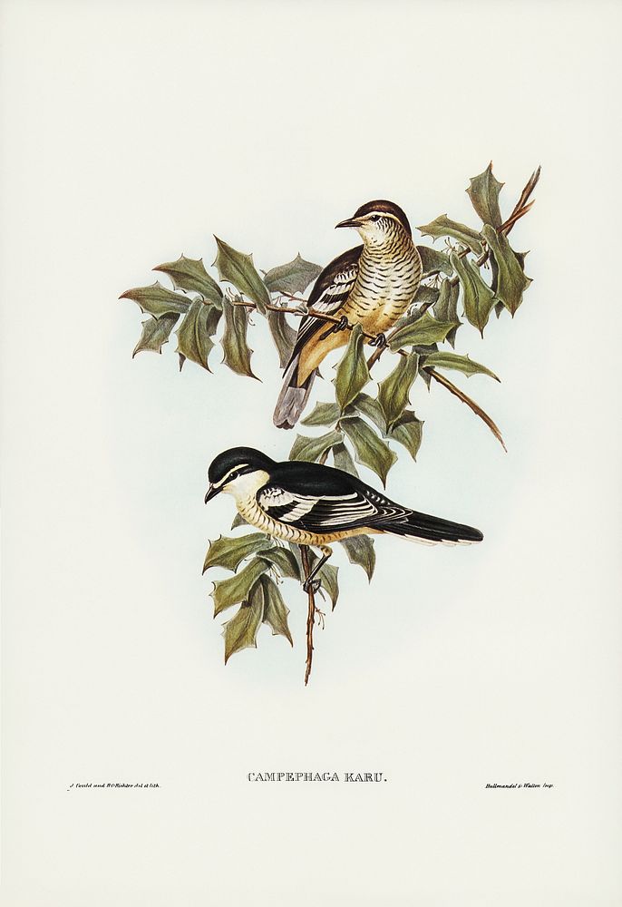 Northern cuckooshrike (Campephaga Karu) illustrated by Elizabeth Gould (1804&ndash;1841) for John Gould&rsquo;s (1804-1881)…