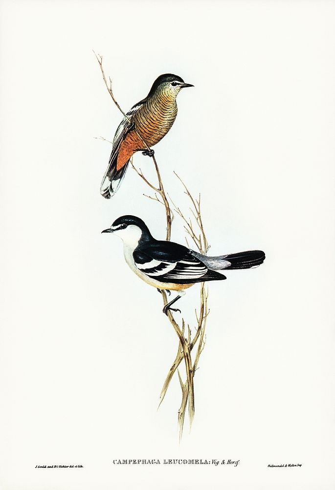 Black and White cuckooshrike (Campephaga leucomela) illustrated by Elizabeth Gould (1804&ndash;1841) for John Gould&rsquo;s…