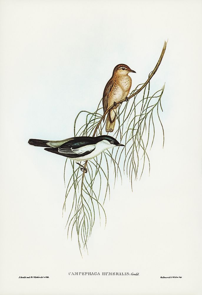 White-shouldered cuckooshrike (Campephaga humeralis) illustrated by Elizabeth Gould (1804&ndash;1841) for John Gould&rsquo;s…