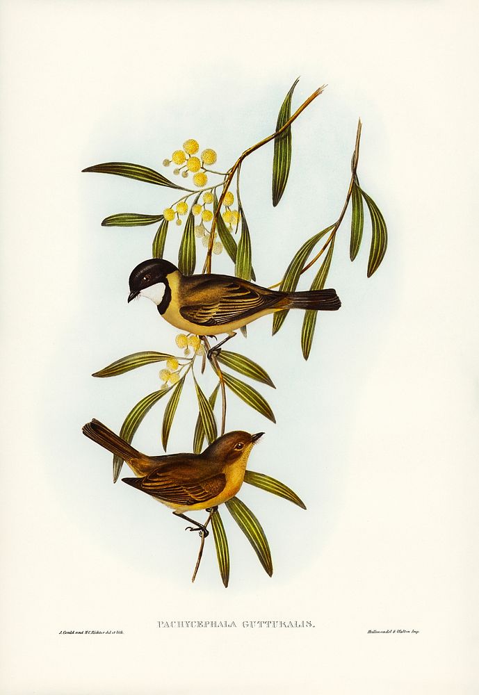 Guttural Pachycephala (Pachycephala gutturalis) illustrated by Elizabeth Gould (1804&ndash;1841) for John Gould&rsquo;s…