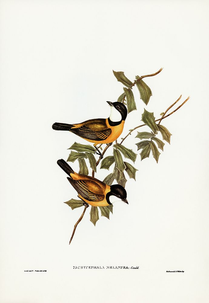 Black-tailed Pachycephala (Pachycephala melanura) illustrated by Elizabeth Gould (1804&ndash;1841) for John Gould&rsquo;s…