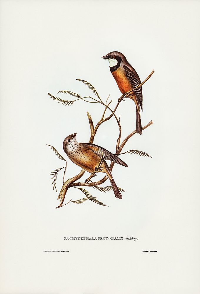 Banded Thickhead (Pachycephala pectoralis) illustrated by Elizabeth Gould (1804&ndash;1841) for John Gould&rsquo;s (1804…