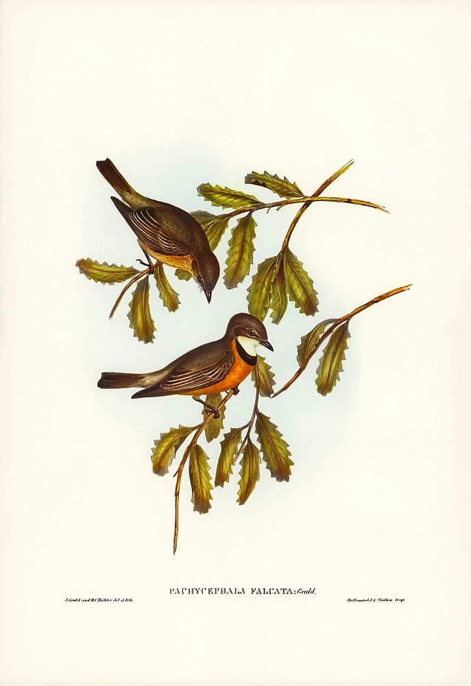 Lunated Pachycephala (Pachycephala falcata) illustrated by Elizabeth Gould (1804&ndash;1841) for John Gould&rsquo;s (1804…