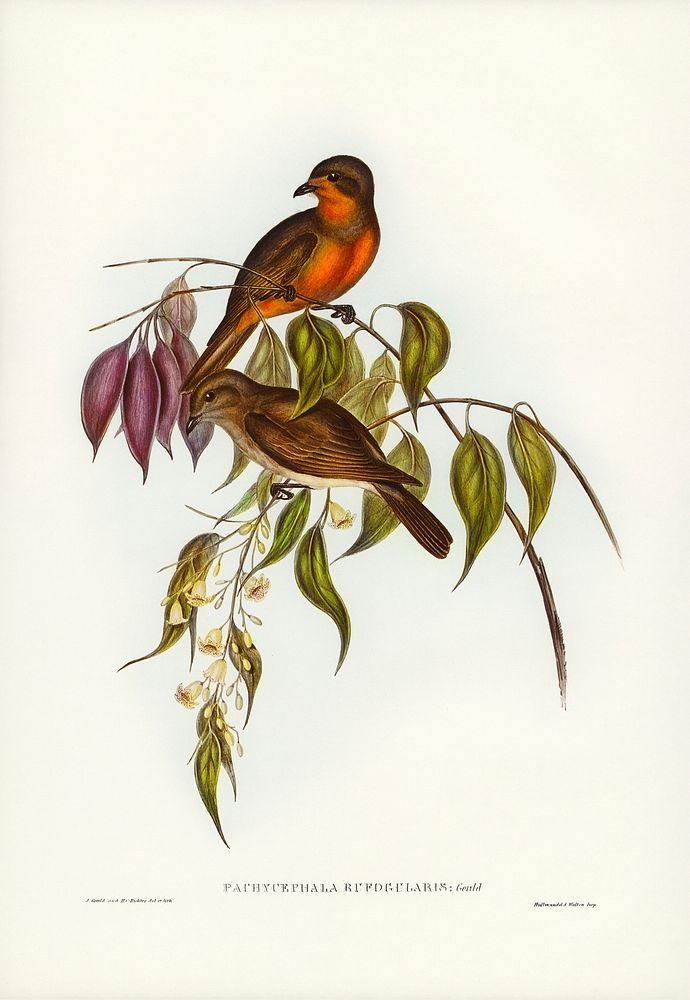 Red-throated Pachycephala (Pachycephala rufogularis) illustrated by Elizabeth Gould (1804&ndash;1841) for John Gould&rsquo;s…
