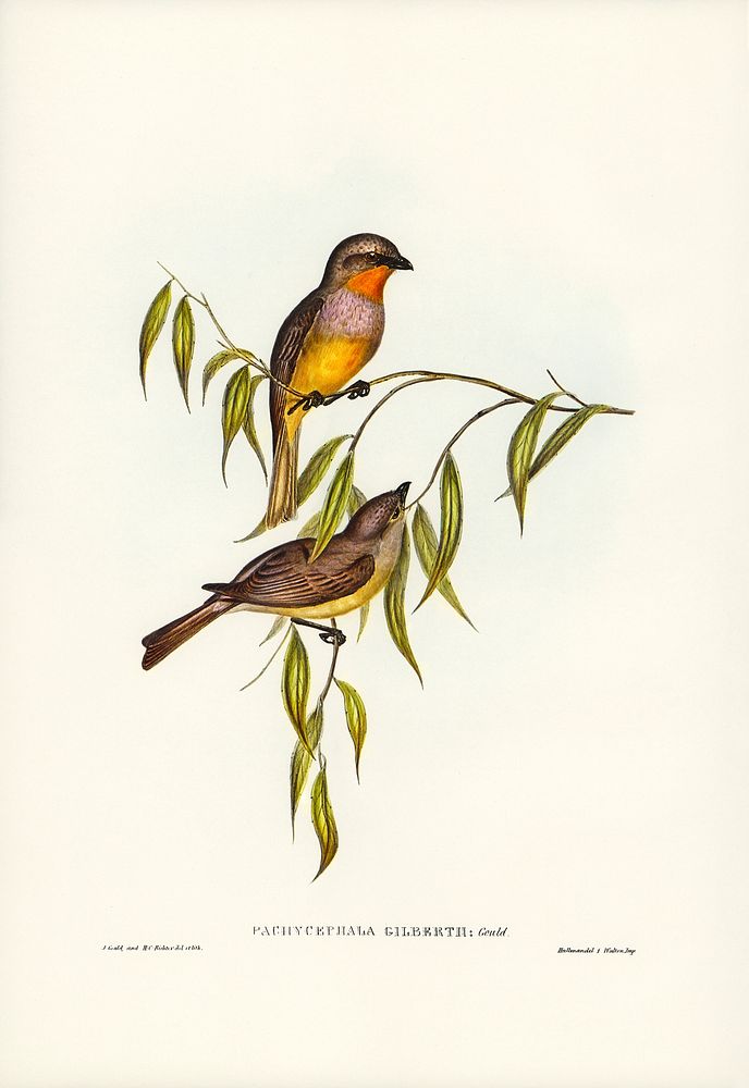 Gilbert&rsquo;s Pachycephala (Pachycephala Gilbertii) illustrated by Elizabeth Gould (1804&ndash;1841) for John…