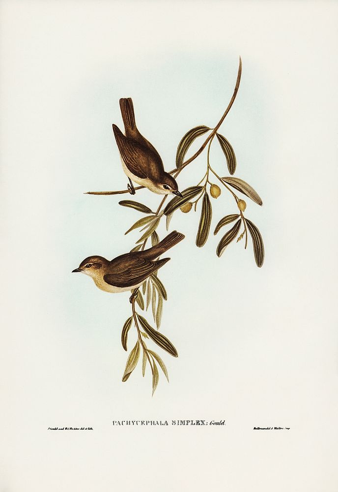 Plain-coloured Pachycephala (Pachycephala simplex) illustrated by Elizabeth Gould (1804&ndash;1841) for John Gould&rsquo;s…