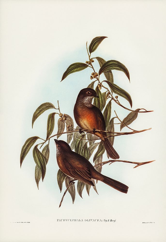 Olivaceous Pachycephala (Pachycephala olivacea, Vig&Horsf) illustrated by Elizabeth Gould (1804&ndash;1841) for John…