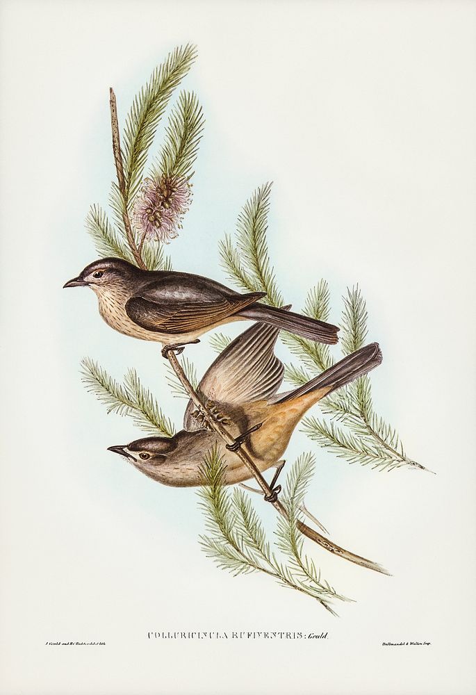 Buff-bellied shrike-thrush (Colluricincla rufiventris) illustrated by Elizabeth Gould (1804&ndash;1841) for John…