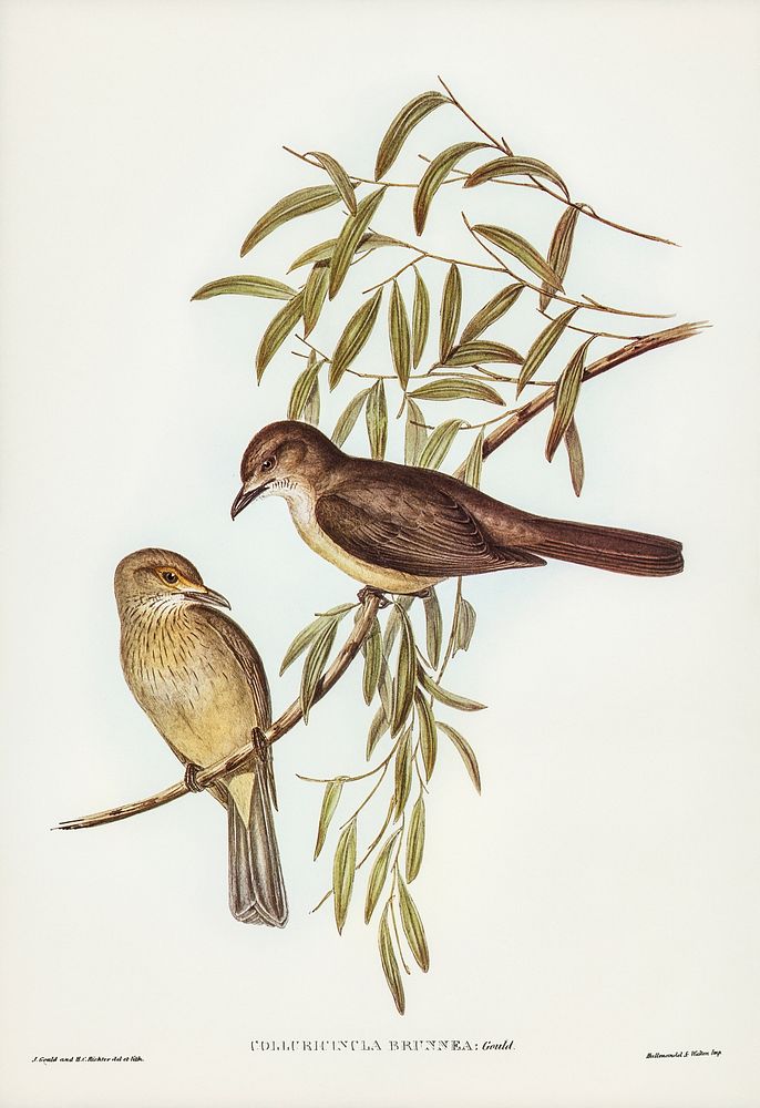 Brown Colluricincla (Colluricincla brunnea) illustrated by Elizabeth Gould (1804&ndash;1841) for John Gould&rsquo;s (1804…