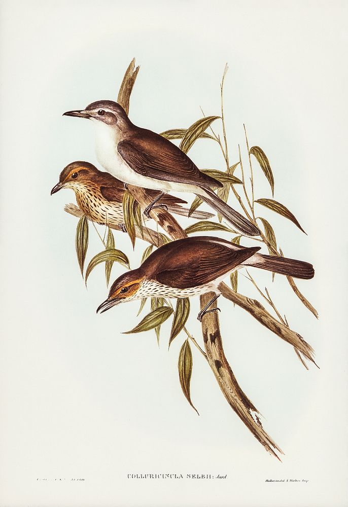 Selby&rsquo;s Colluricincla (Colluricincla Selbii) illustrated by Elizabeth Gould (1804&ndash;1841) for John Gould&rsquo;s…