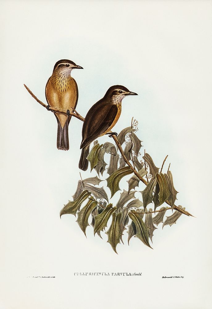 Little Colluricincla (Colluricincla parvula) illustrated by Elizabeth Gould (1804&ndash;1841) for John Gould&rsquo;s (1804…