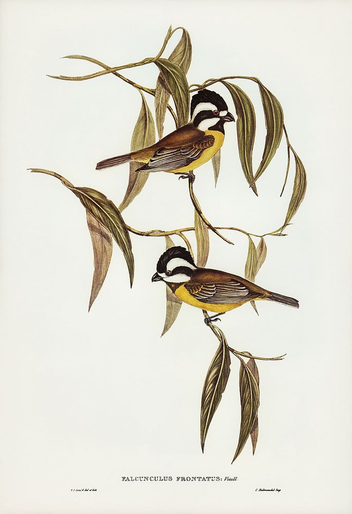 Frontal Shrike-Tit (Falcunculus frontatus) illustrated by Elizabeth Gould (1804&ndash;1841) for John Gould&rsquo;s (1804…