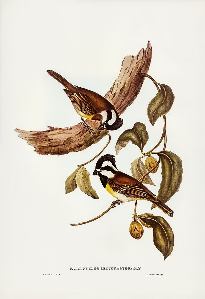 White-bellied Shrike-Tit (Falcunculus leucogaster) illustrated by Elizabeth Gould (1804&ndash;1841) for John Gould&rsquo;s…