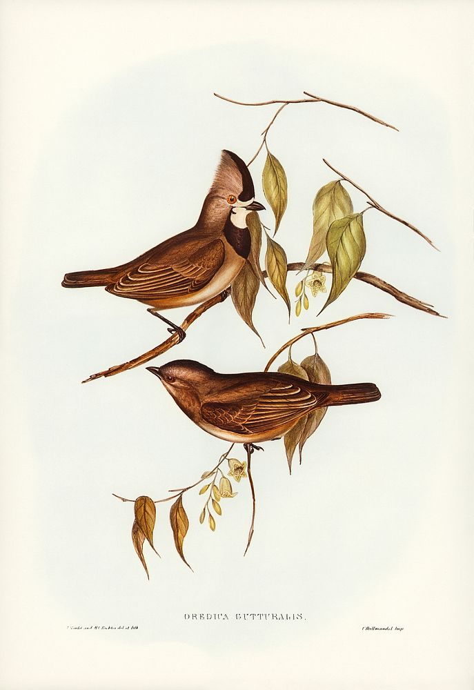 Crested Oreoica (Oreoica gutturalis) illustrated by Elizabeth Gould (1804&ndash;1841) for John Gould&rsquo;s (1804-1881)…