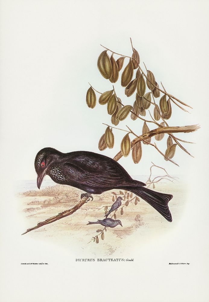 Spangled Drongo (Dicrurus bracteatus) illustrated by Elizabeth Gould (1804&ndash;1841) for John Gould&rsquo;s (1804-1881)…