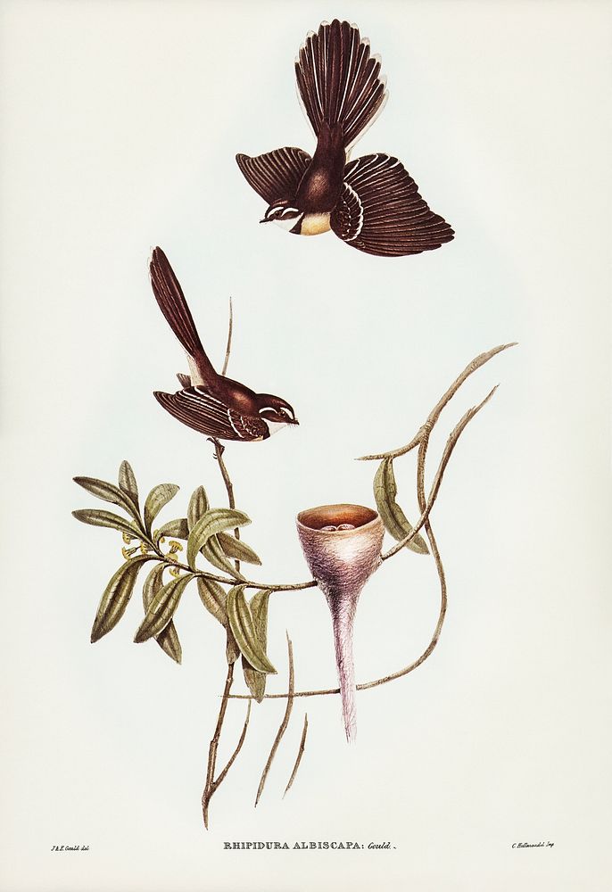 White-shafted Fantail (Rhipidura albiscapa) illustrated by Elizabeth Gould (1804&ndash;1841) for John Gould&rsquo;s (1804…