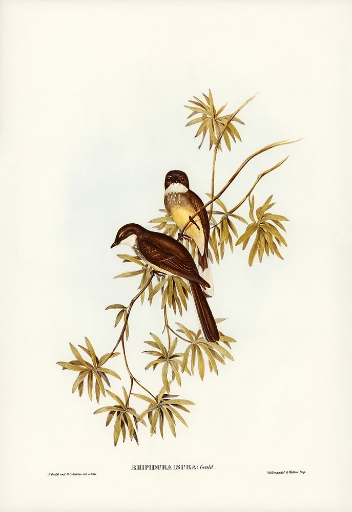 Northern Fantail (Rhipidura isura) illustrated by Elizabeth Gould (1804&ndash;1841) for John Gould&rsquo;s (1804-1881) Birds…