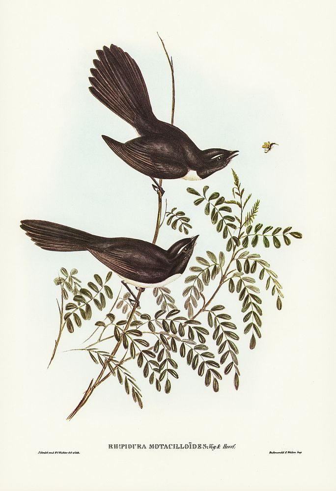Black Fantailed Flycatcher (Rhipidura Motacilloides) illustrated by Elizabeth Gould (1804&ndash;1841) for John Gould&rsquo;s…
