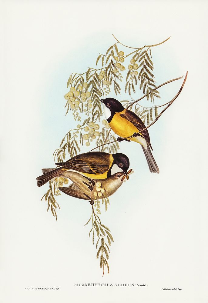 Blue Shining Flycatcher (Piezorhynchus nitidus) illustrated by Elizabeth Gould (1804&ndash;1841) for John Gould&rsquo;s…