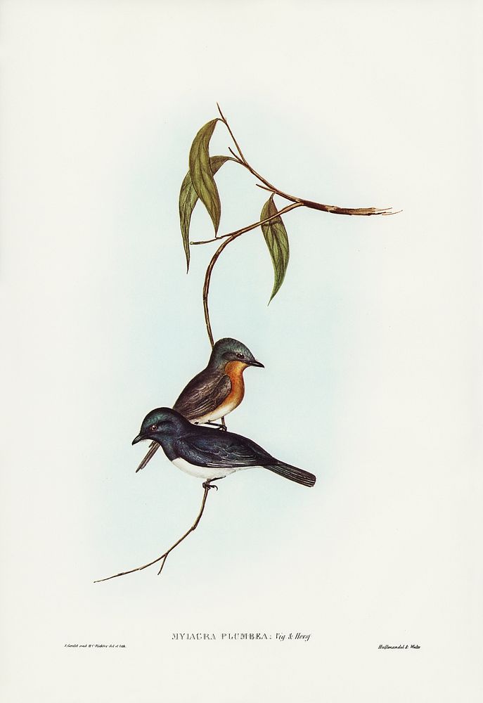 Plumbeous Flycatcher (Myiagra plumbea) illustrated by Elizabeth Gould (1804&ndash;1841) for John Gould&rsquo;s (1804-1881)…