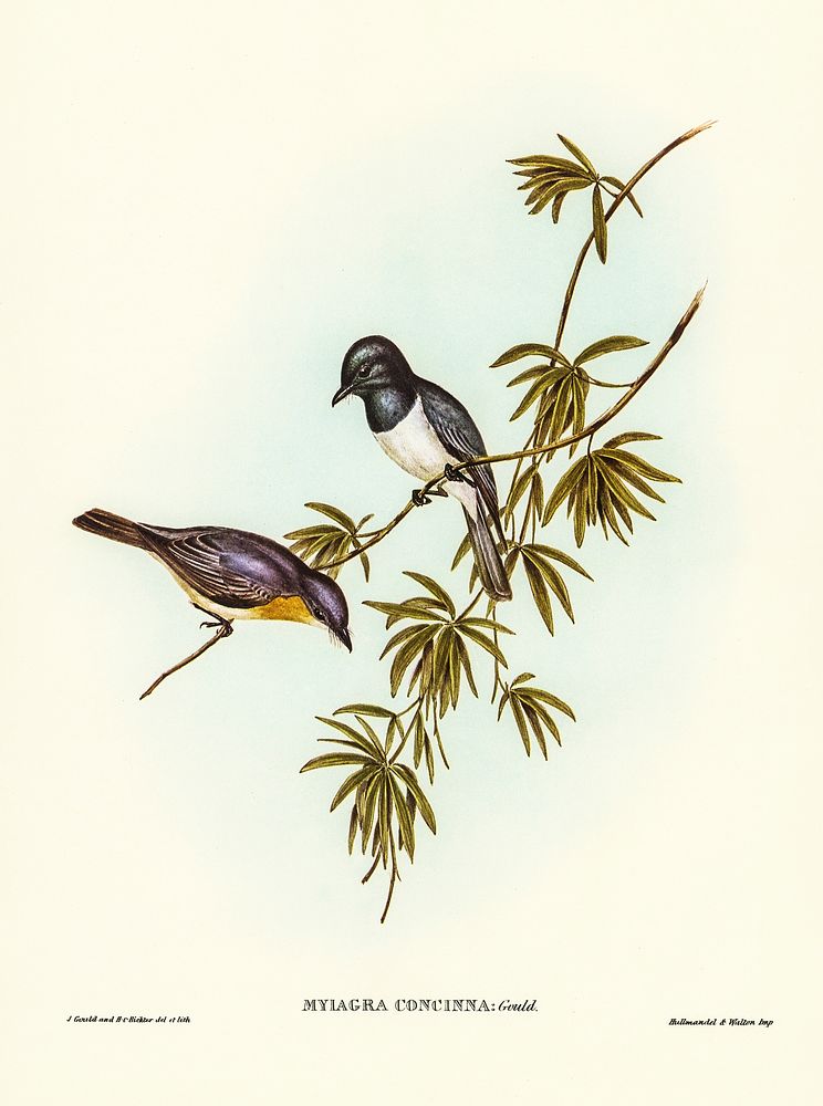 Pretty Flycatcher (Myiagra concinna) illustrated by Elizabeth Gould (1804&ndash;1841) for John Gould&rsquo;s (1804-1881)…