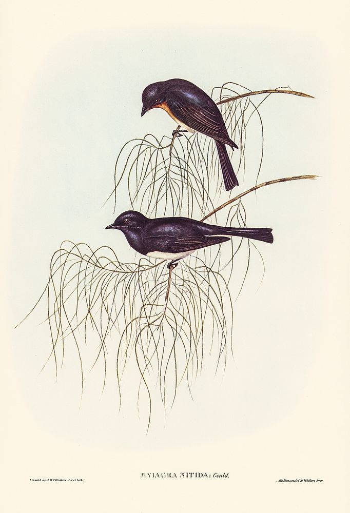 Shining Flycatcher (Myiagra nitida) illustrated by Elizabeth Gould (1804&ndash;1841) for John Gould&rsquo;s (1804-1881)…