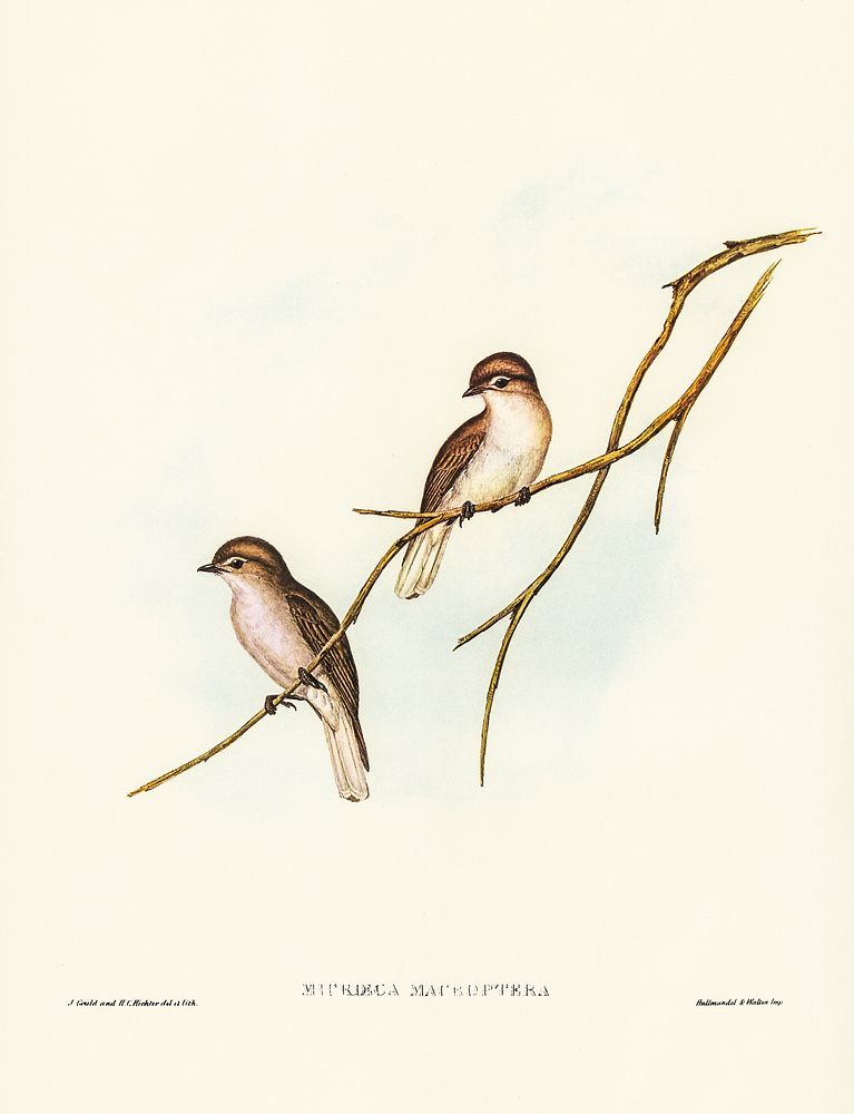 Great-winged Flycatcher (Microeca macroptera) illustrated by Elizabeth Gould (1804&ndash;1841) for John Gould&rsquo;s (1804…