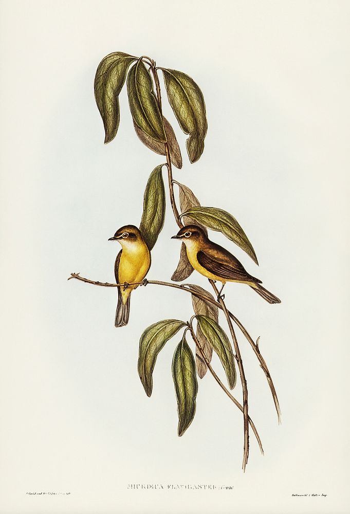 Yellow-bellied flycatcher (Microeca flavigaster) illustrated by Elizabeth Gould (1804&ndash;1841) for John Gould&rsquo;s…