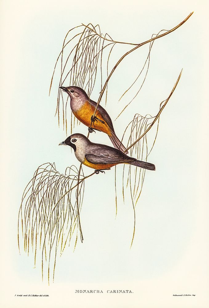 Carinated Flycatcher (Monarcha carinata) illustrated by Elizabeth Gould (1804&ndash;1841) for John Gould&rsquo;s (1804-1881)…