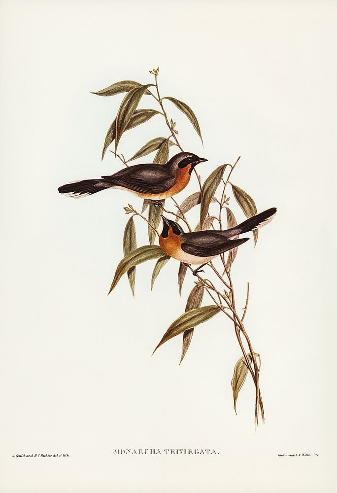 Black-fronted Flycatcher (Monarcha trivirgata) illustrated by Elizabeth Gould (1804&ndash;1841) for John Gould&rsquo;s (1804…